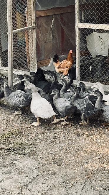 danisan quslar: Muscovy ördək balaları (barbariska) – təsərrüfatda böyüdülmüş, aktiv — 2