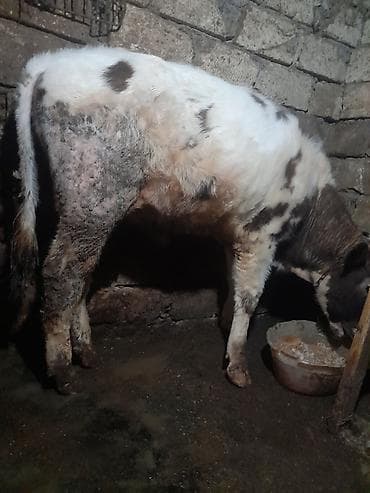 dana erkek: Məhsul: Dana (erkək) Təsvir: - Yaş qrupu: balalıqdan çıxmış, inkişafda — 4