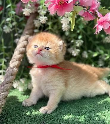 Кошки: Шотладская вислоухая — 6