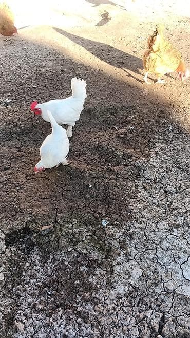 Dovşanlar: Toyuq, Liqorin, Yumurtalıq — 2