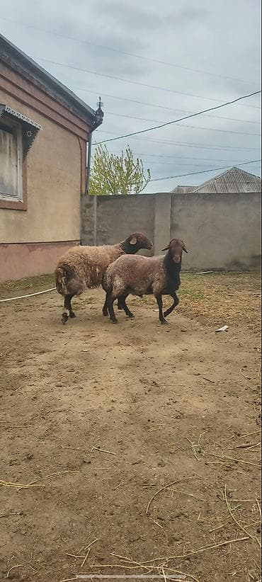 Qoyun – yerli ətlik/südlük istiqamət - Şəkillərdə görünən quyruqlu — 3