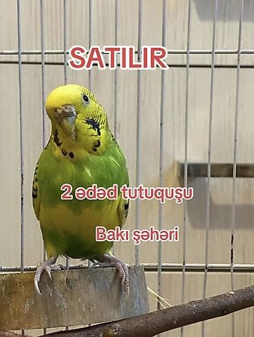karella quş: Məhsul: 2 ədəd tutuquşu (dişi və erkək) – Bakı şəhəri Paketə — 2