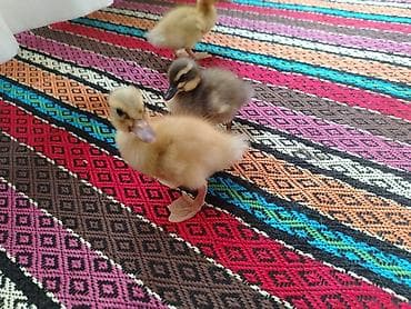 qaz ordek: Blue Rouen ordey balalari satilir. 5 gunluk balalardi 3 baladi. 1 — 5