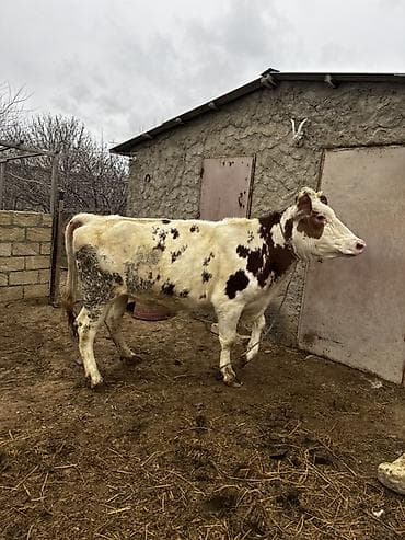 bildircin satşı: Simmenatlla ivanofka mələzi düyə satılır. Buzovluğundan məndədir.Öz — 7