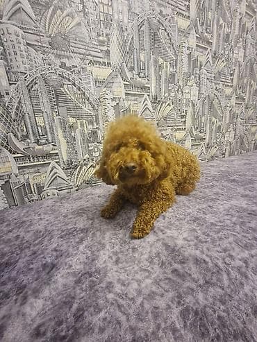Digər heyvanlar: Pudel, 1 il, Erkek, Peyvəndli — 2