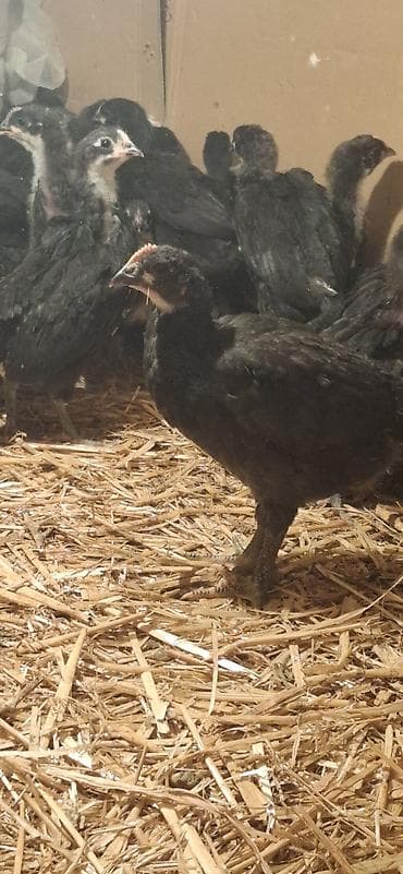 Индюшки: Куриные цыплята, Для разведения — 5