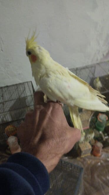 Great Wall: Növ: Nimfa tutuquşu (cockatiel), açıq sarı rəng, yanaqlarda narıncı — 9