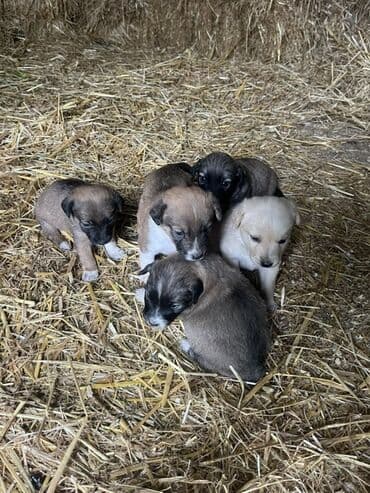 tuklu itlerin qiymeti: Zvanok küçüklər satılırBalaca it balaları – qarışıq rənglərdə - — 2