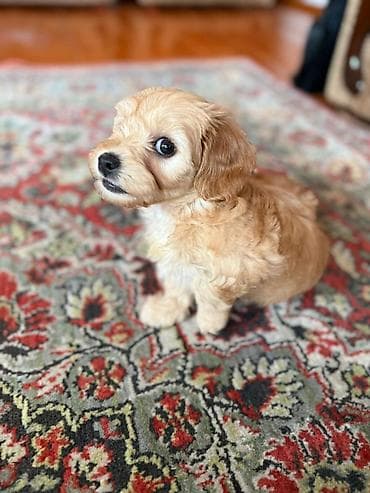 İtlər: Pudel, 2 ay, Dişi, Peyvəndli, Ünvandan götürmə — 2