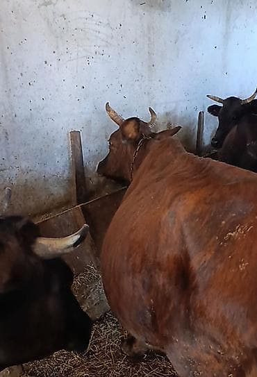 satdig quslar: Salam. 3cu balaya Cipar cinsi inəyi satiram balası dişidi. 4 — 5
