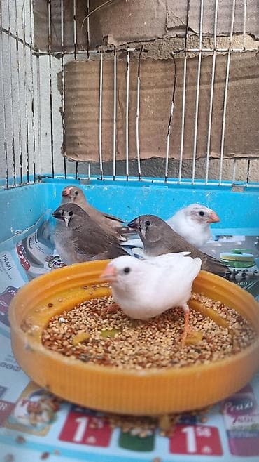 bildircin satisi: Satılır. Amadin quşları. Sağlam quşlardı. iki cütün balalarıdi. Tek — 2