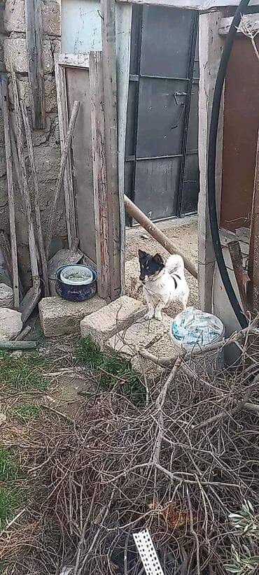 Digər heyvanlar: 2 ay — 3