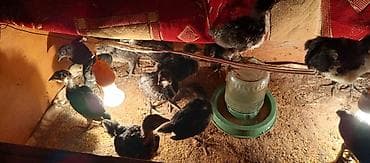 С/х животные и товары: Куриные цыплята, Для мяса — 1