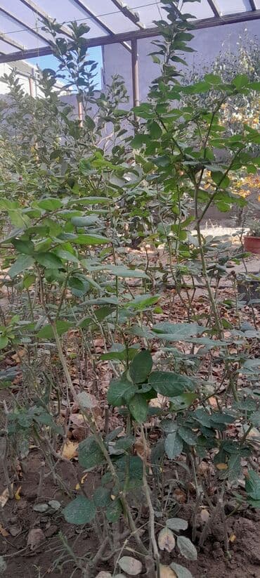 bag ucun agaclar: Məhsul: Gül kolları (qızılgül fidanları) Təsvir: - Açıq torpaq və ya — 4