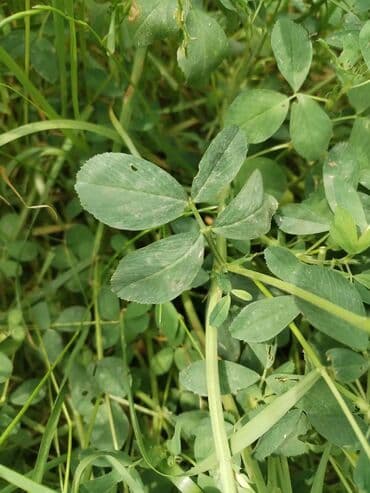 yonca toxumu satilir: Salam. İtaliya Gea sortu yonca toxumudur. Yerli yetişdirilmiş və — 6