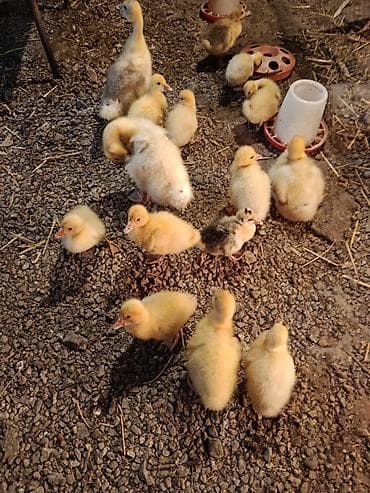 Qaz balaları – damazlıq üçün 2 həftəlik