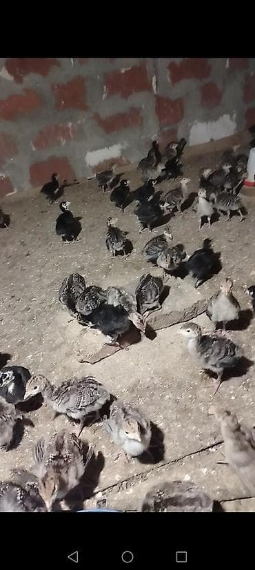 toyuq mehsullari topdan satis: Dişi, Kanada, Ətlik, Ödənişli çatdırılma — 6