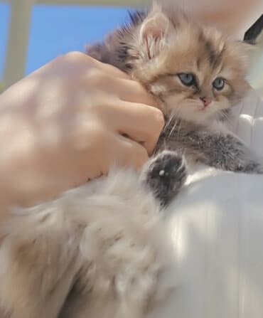 golden pişik: - Növ: Uzun tüklü pişik balası (yastı burunlu tip), qızılı–kömür rəng — 1