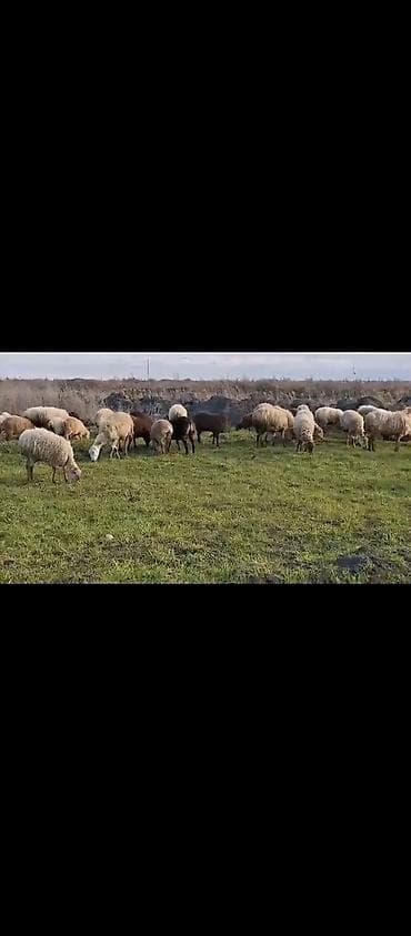 lal ordək yumurtası: Iri balali heyvanlar satilir hisse hisse de satila biler ili təzə — 4