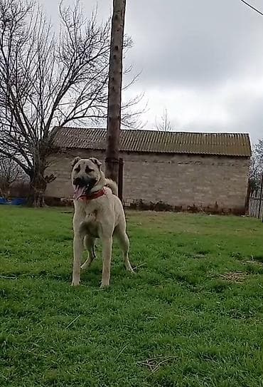 lal ordek satilir: Dişi, Peyvəndli — 3