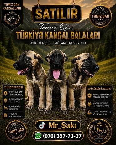 2 ay, Peyvəndli, Pulsuz çatdırılma