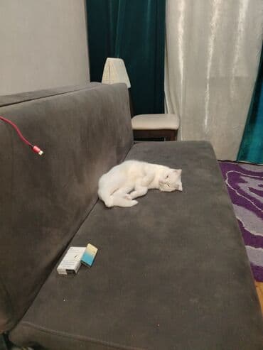 pişik çanta: Şotland yastı qulaq, Yaxşı əllərə — 4