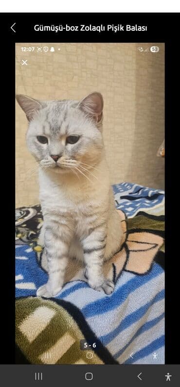 шотландская вислоухая серая: Шотландская, Самка, В добрые руки, Самовывоз, Платная доставка — 7