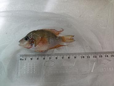 baliglar: Eliot balığı, Yırtıcı, Ünvandan götürmə, Ödənişli çatdırılma — 2