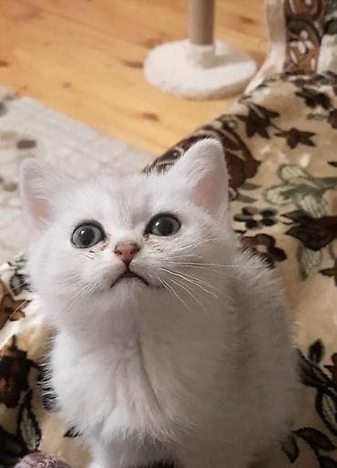 pisik satanlar: Britan — 1