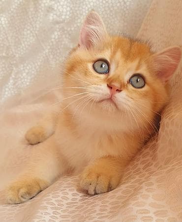 Gəmiricilər: Britan — 8