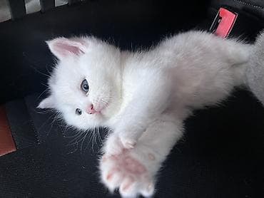 pişik yeməkləri: Şotland yastı qulaq — 3