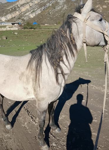 at yehəri: Erkək, il: 4 — 2