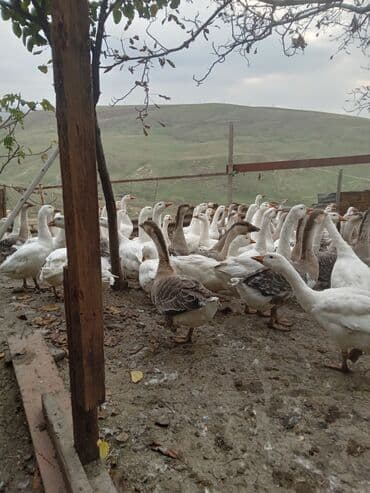 xacmazda satilan inekler: Qaz sürüsü – ev şəraitində saxlanılan, otlaq və geniş həyətə uyğun — 7