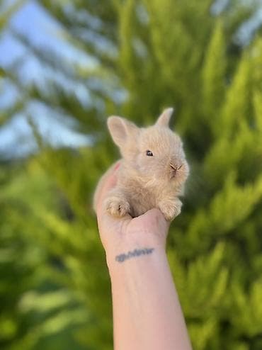 dovsan: 🐰 1 aylıq Mini Holland Lop balalarımız yeni yuvalarını axtarır. 🤍 ✅ — 1