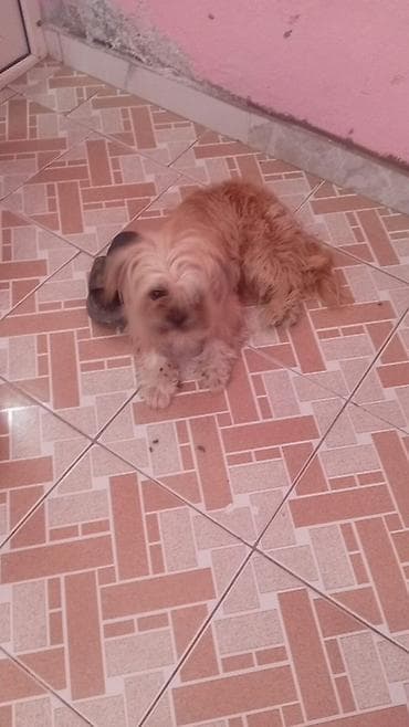 it gəncə: Erkek, Peyvəndli, Ünvandan götürmə, Pulsuz çatdırılma — 1