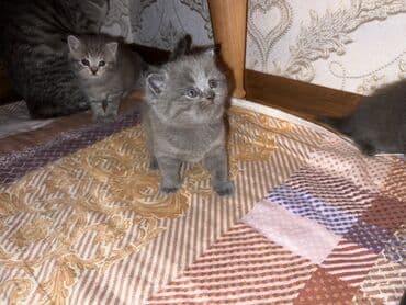 maykonq pişik: Britan, Erkək, Dişi, Ünvandan götürmə — 4