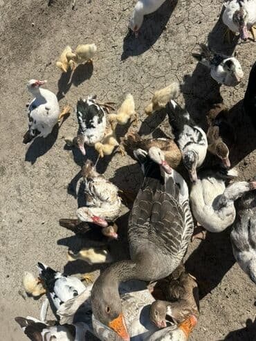 kuban ördek: Salam Aleykum Satılır Ördək Qaz Ördək Cücəsi Toyoq 36 Ədəd Lal Ördək — 32