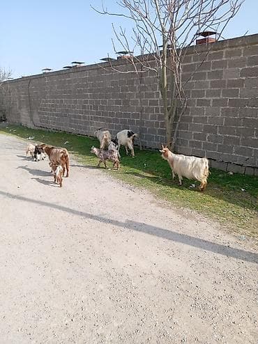 cəpişlər: Məhsul: Qoyun-keçi təsərrüfatı üçün ana keçilər və bala keçilər — 4