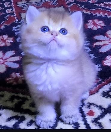 Птицы: Британская — 7