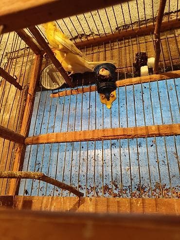 su qabı: Bül Bül əldən qorxmur bul bul salovey əl quşu rucnoy Sarı kanareyka – — 6