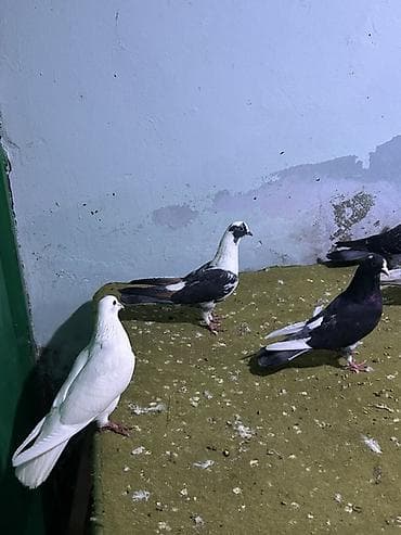 qus sesleri: 5 dene quwdu 25 m sondu — 4