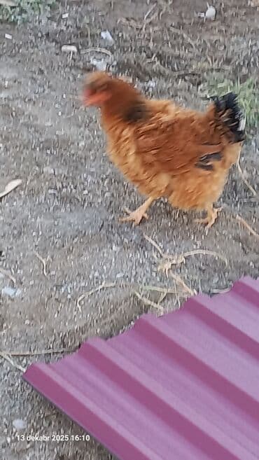 qirqovul yumurtasi nece gune cixir: Toyuq, Damazlıq, Ödənişli çatdırılma — 4