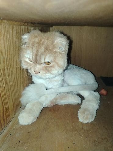 şotlan pişik: Şotland, Erkək, Yaxşı əllərə, Ünvandan götürmə — 2