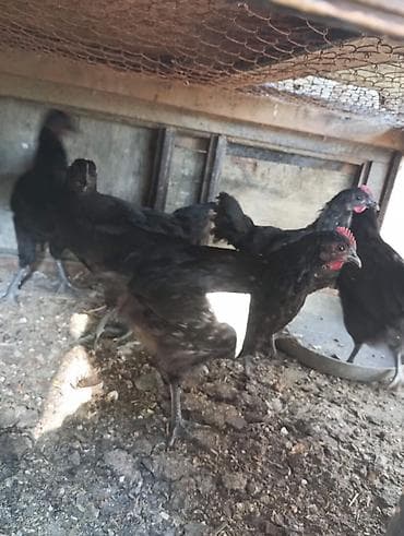 heyvan bazari quslar: Toyuq, Australorp, Damazlıq — 4