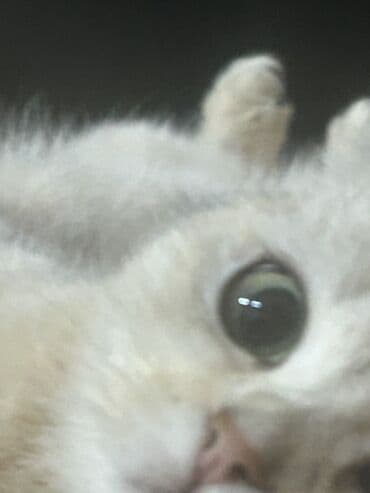 отдам кошку в хорошие руки: Шотладская вислоухая, Самка, В добрые руки — 1