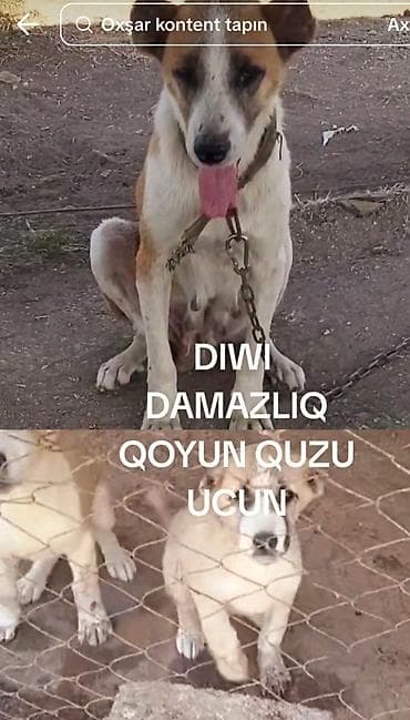 heyvanlar quslar: Diwi.bala veren.balaya baxan.heyvandi. ay yarima.cute gelecem qoyun — 2