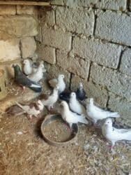 Pişiklər: Oz qusdarimdi tam saglamdilar razilasmaq olar qiymetde — 3