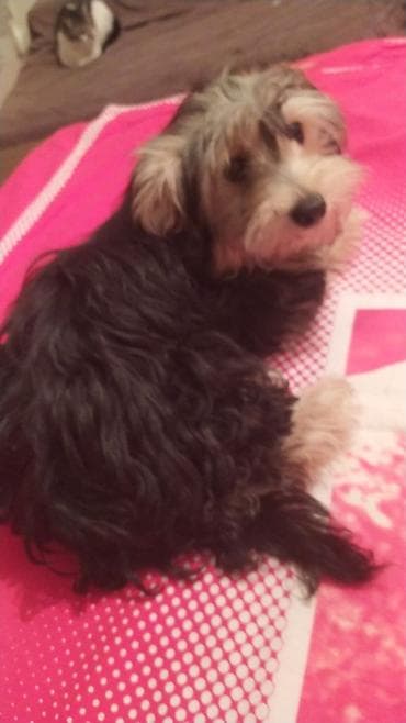 toyuq sekilleri: Salam York cinsli satılır 5 ayı apreldə olacağ Yumşaq tüklü, kiçik — 2