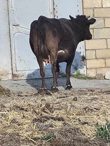 4 qarna digacaq İnsallah Sutdu heyvandi Dogmaqina az qalib