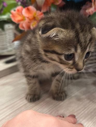 sfinks satilir: Siam — 5